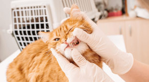 A vet is examining the cat's teeth