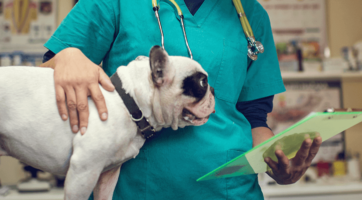 Surgery for Pets | Destin Animal Clinic