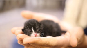 A person holding a sleeping baby kitten
