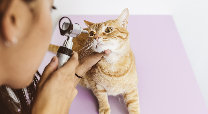 An ophthalmologist examining a cat eyes.