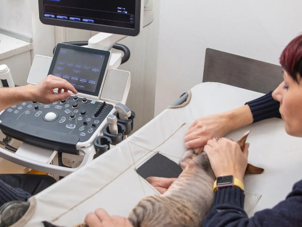 Echocardiogram