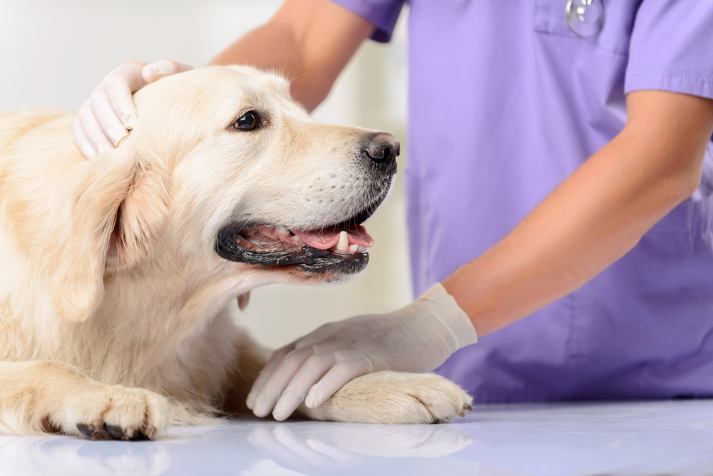 Regenerative Medicine Therapy
